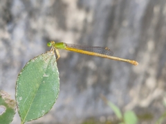 Ceriagrion coromandelianum