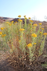 Solidagininae