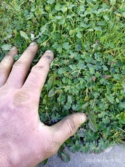 Geranium molle