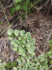 Adiantum chilense scabrum
