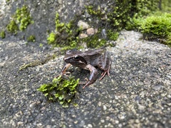 Rana