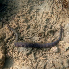 Emydocephalus annulatus