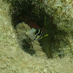 Canthigaster valentini