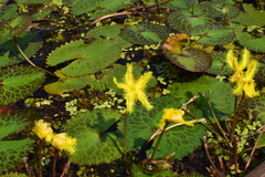 Nymphoides crenata