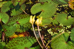 Nymphoides crenata