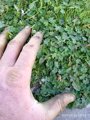 Geranium molle