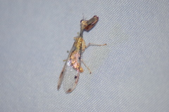 Dicromantispa interrupta