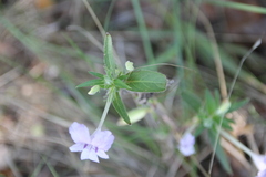 Ruellia