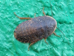 Opisthoplatia orientalis