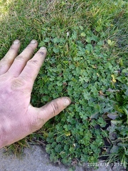 Geranium molle