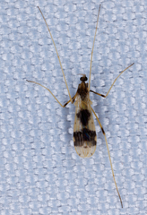 Erioptera venusta