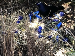 Ptilonorhynchus violaceus