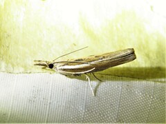 Fissicrambus profanellus