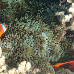 Entacmaea quadricolor