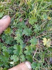 Geranium molle