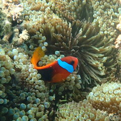 Amphiprion melanopus