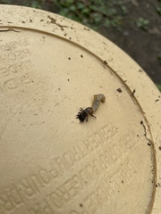 Cicindelinae