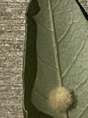 Druon quercuslanigerum