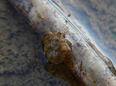 Gelastocoris oculatus