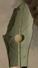 Druon quercuslanigerum