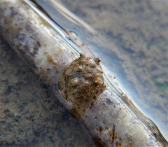 Gelastocoris oculatus