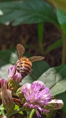 Apis mellifera