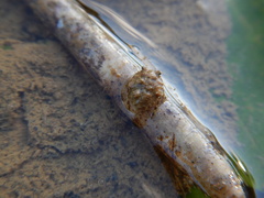 Gelastocoris oculatus