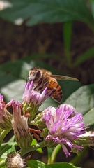 Apis mellifera