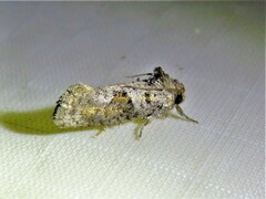 Acrolophus piger