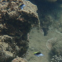 Chrysiptera rollandi