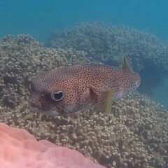 Diodon hystrix