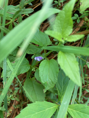 Scutellaria lateriflora