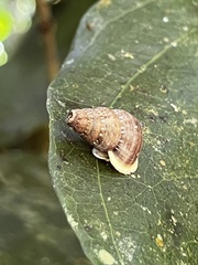 Parachondria