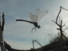 Erythrodiplax berenice