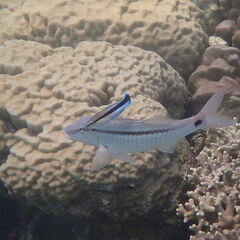 Parupeneus barberinus