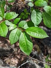 Prunus virginiana