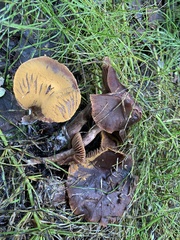 Cortinarius croceus