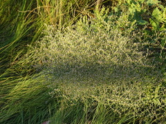 Limonium carolinianum