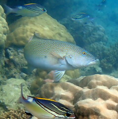 Plectropomus leopardus