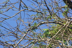Dacnis cayana