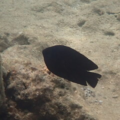 Neoglyphidodon melas