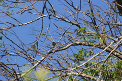Dacnis cayana