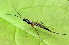 Dolichomitus pterelas