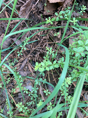 Galium trifidum
