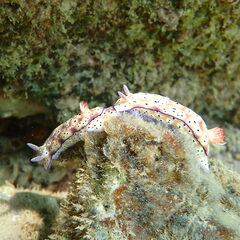 Hypselodoris tryoni