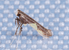 Caloptilia bimaculatella