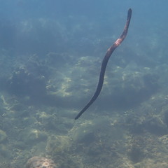 Emydocephalus annulatus