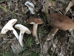 Tylopilus rubrobrunneus