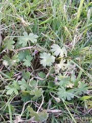 Geranium molle
