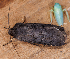 Euxoa velleripennis